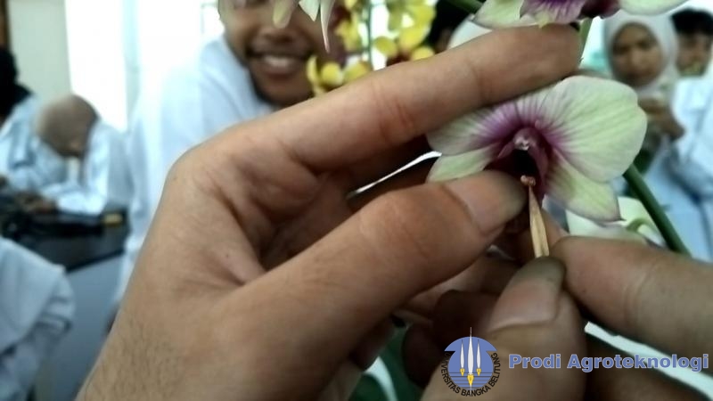 KEBERHASILAN SELFING DAN CROSSING TANAMAN ANGGREK DENDROBIUM SP